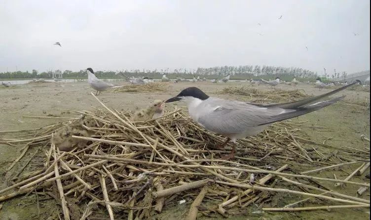 盐城最厉害的勺子,盐城铜勺子