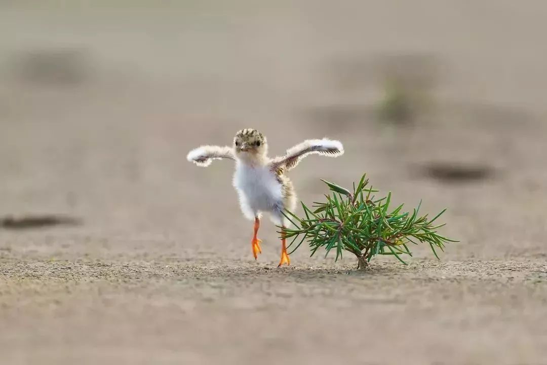 盐城最厉害的勺子,盐城铜勺子