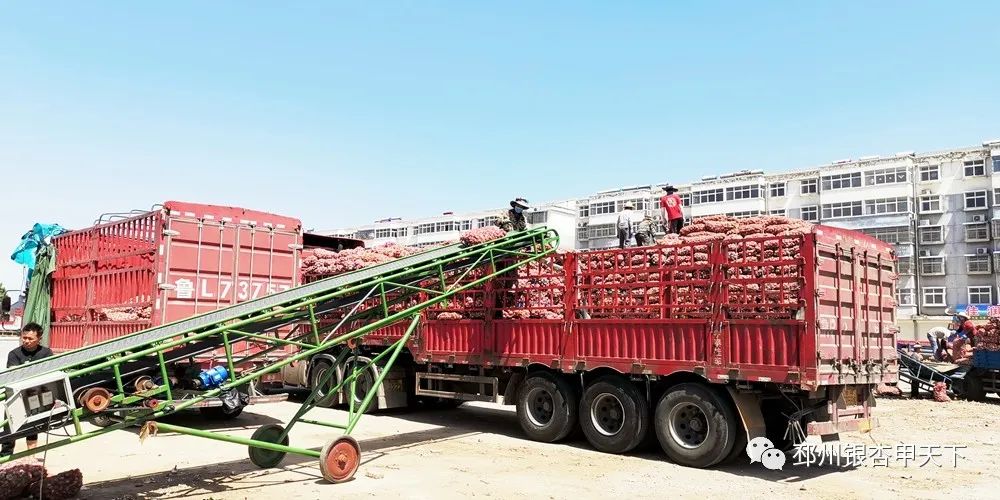 大蒜收获季!邳州强化服务助农解忧