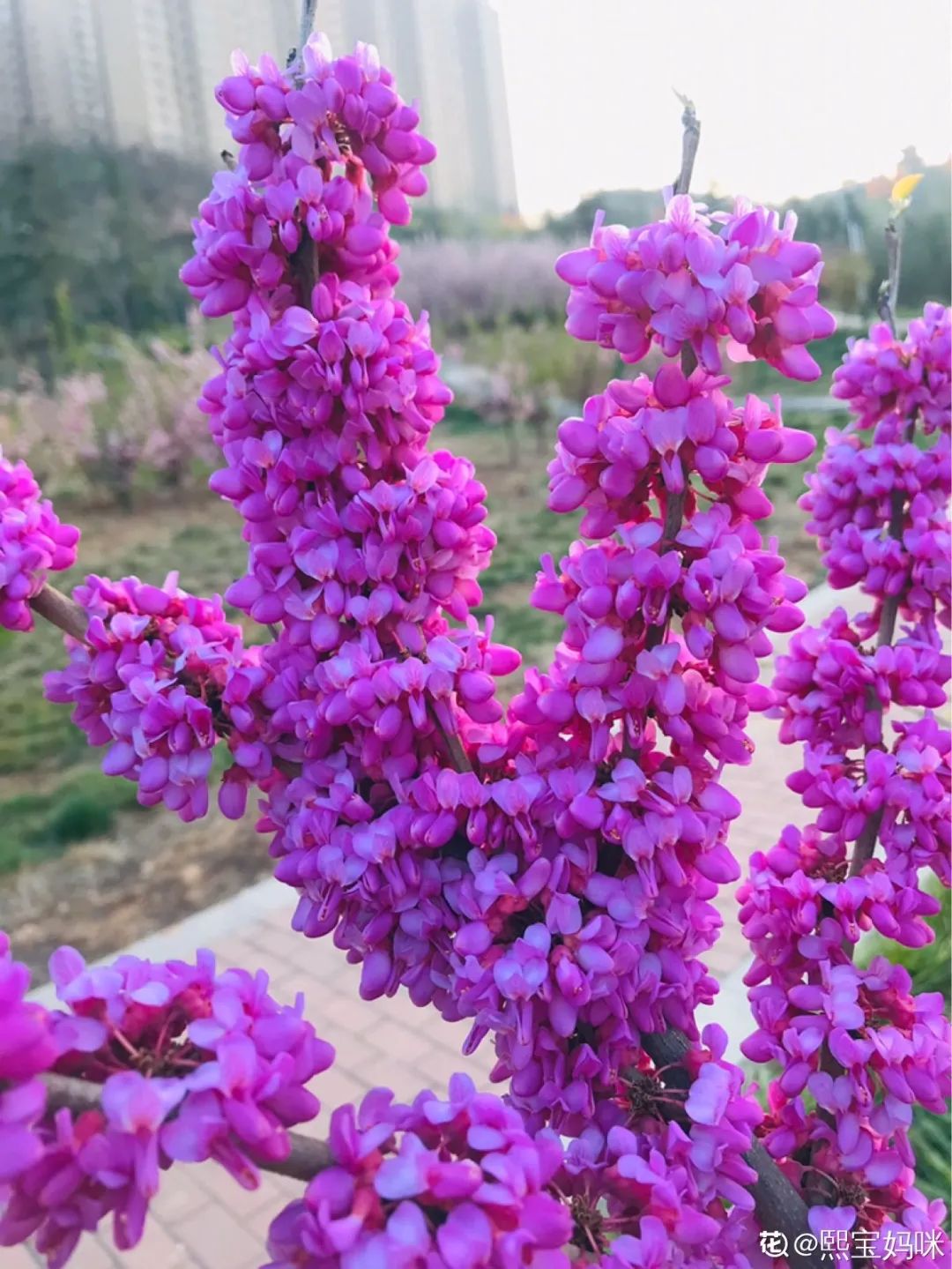 绿道科普展,绿道科普看初夏街头满目芳菲