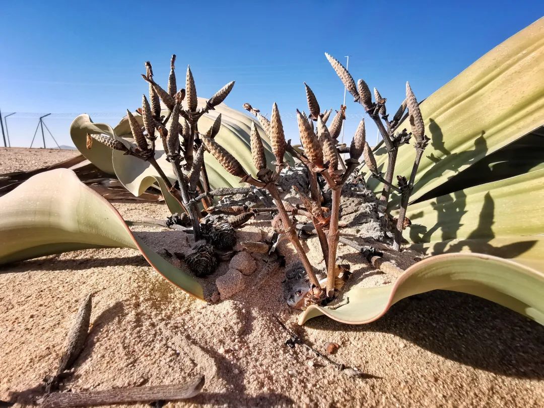 这样的鸟兽胖友圈,你见过吗?