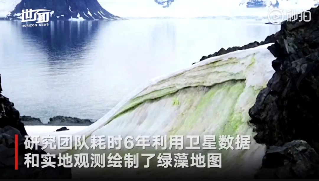 南极洲“绿雪”涌现,帝企鹅:泥土是什么?