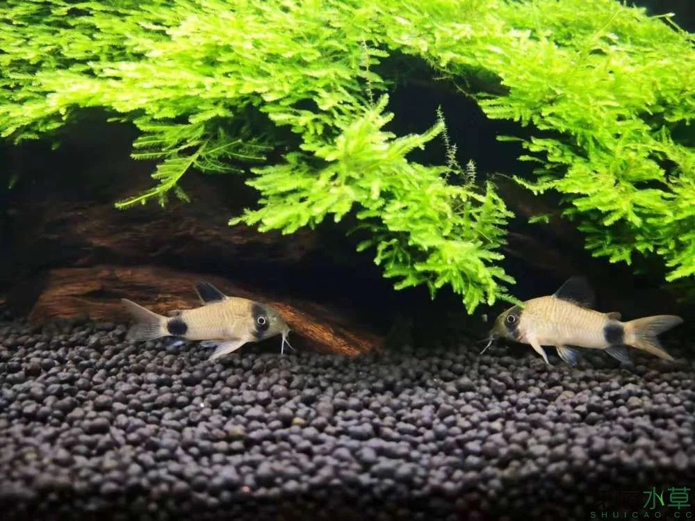 莫斯树草缸造景diy教程,不需要二氧化碳的草缸造景