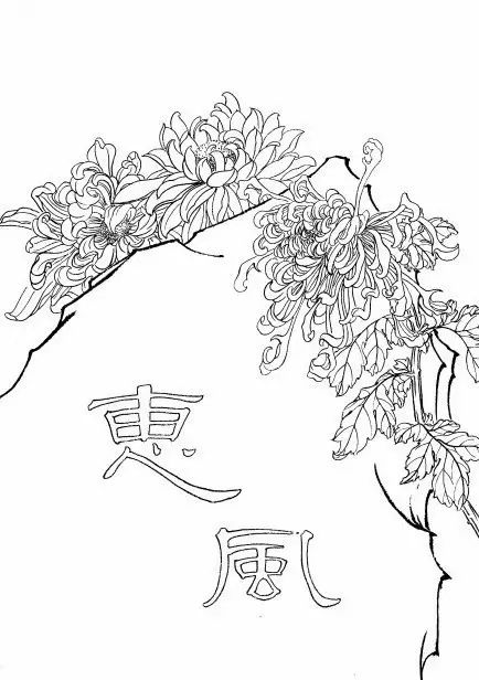 白描菊花国画如何上色,国画白描菊花图片大全