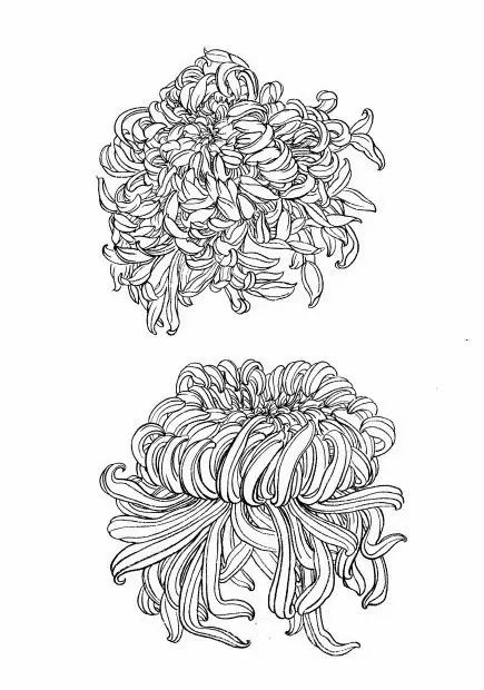 白描菊花国画如何上色,国画白描菊花图片大全