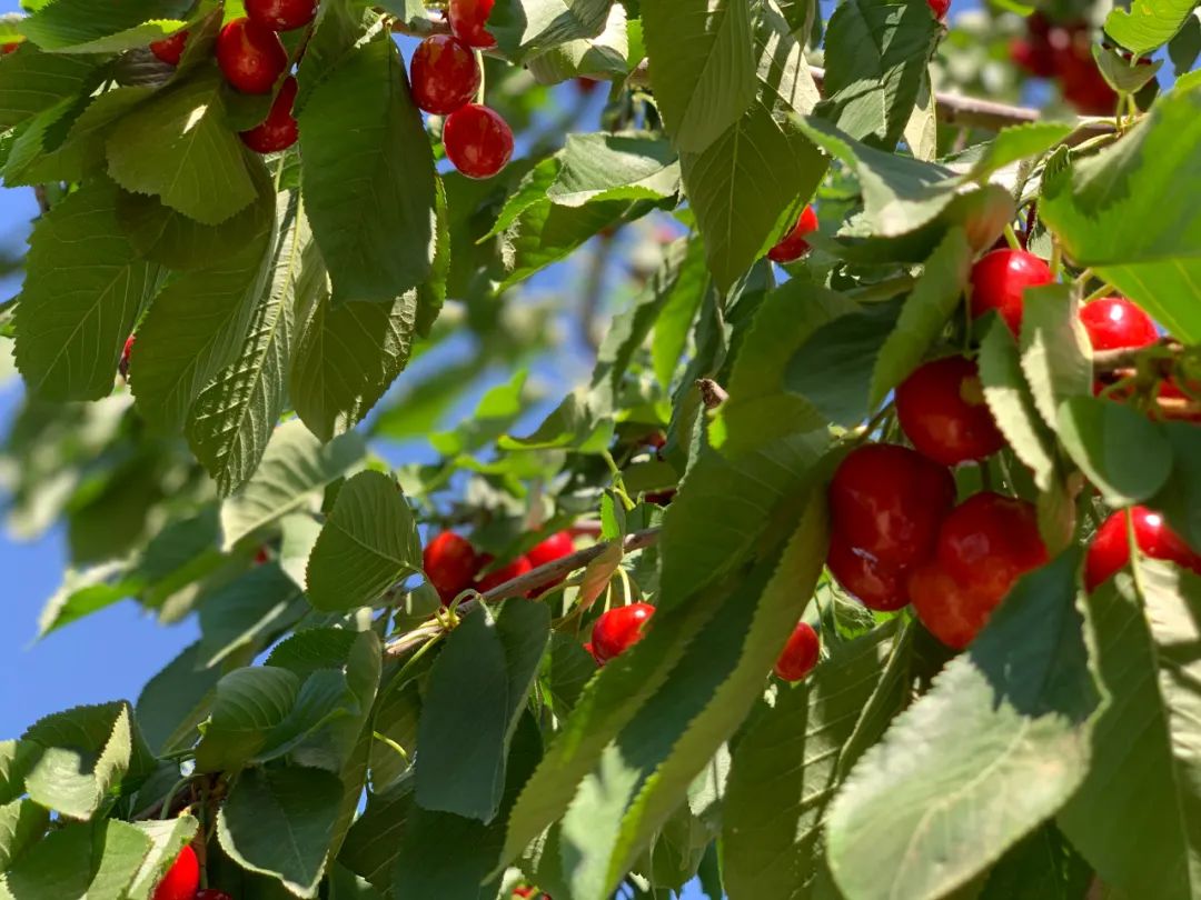 昌平樱桃采摘视频,昌平兴寿樱桃采摘价格