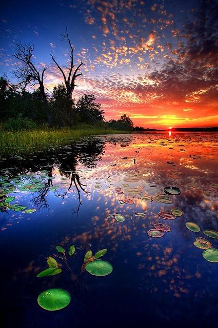 淮阳的荷花真美,又到了赏荷花的季节家门口的美景