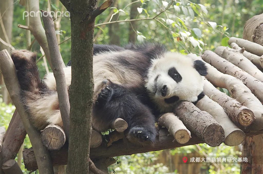 熊猫拍照怎么拍出高级感,熊猫拍照拍摄姿势