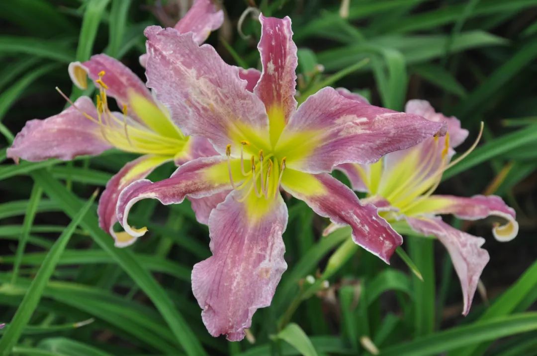 绝了，夏天一定请来这！松江要你眼“花”缭乱