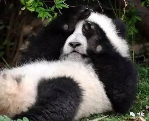 大熊猫一生没有彩色照片,大熊猫的愿望彩色照片