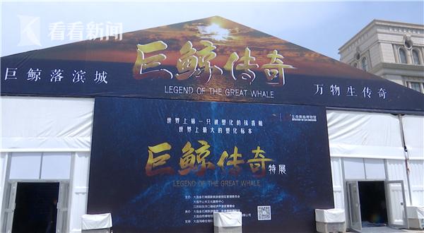 抹香鲸解剖出塑料,座头鲸塑化标本