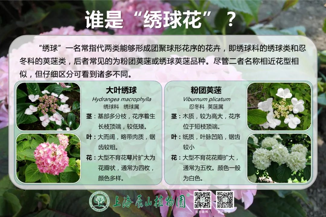 绝了，夏天一定请来这！松江要你眼“花”缭乱