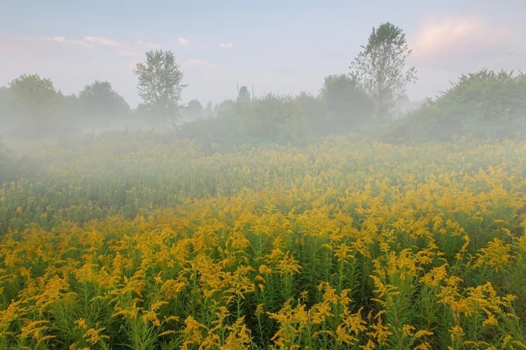 今日芒种七律,今日芒种最新模板