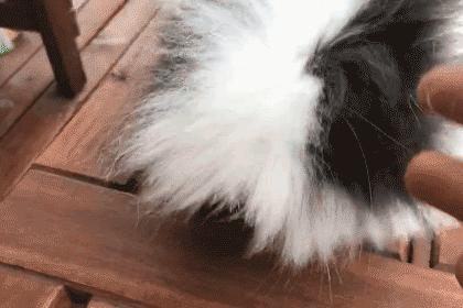 家里有很多小黑虫蠕动怎么回事,抓也抓不住的小虫子