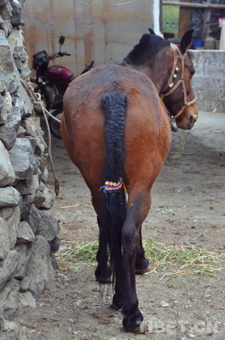 初到西藏会怎样,初进西藏