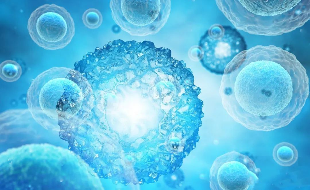 日本减肥小粉丸一盒400粒,日本小粉丸一盒400粒