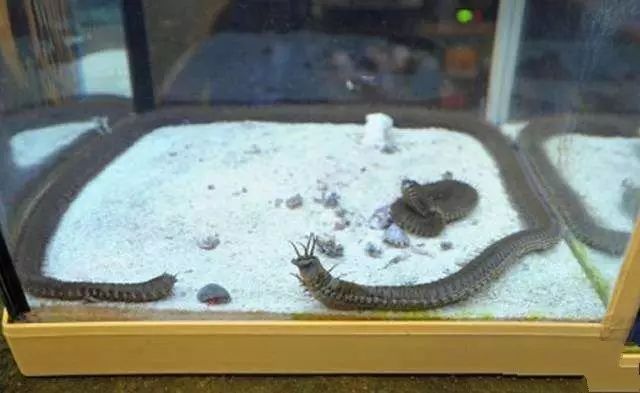 活石掉的粉末有害吗,活石里面虫子会寄生小鱼吗