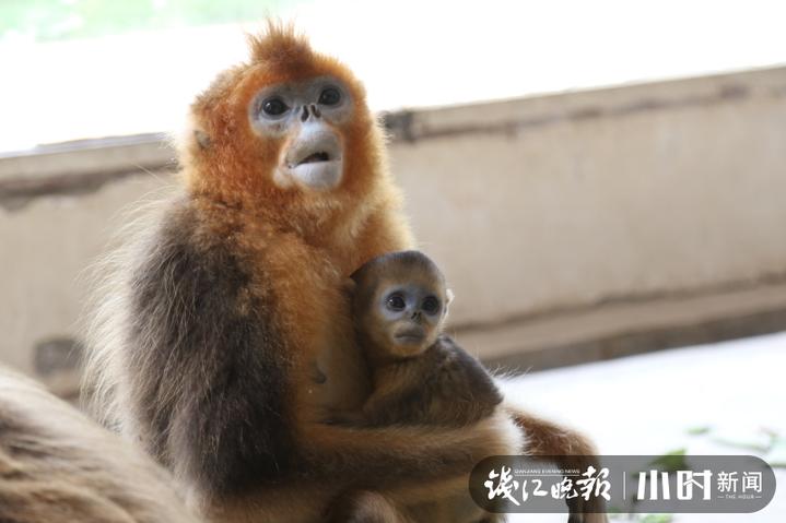 杭州野生动物世界猴子,小萌娃小国宝