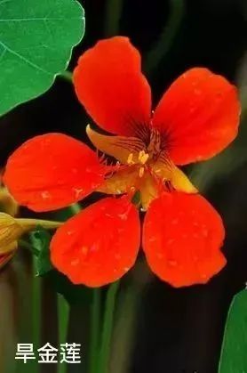 德国旱金莲迷迭香洗发皂,德国何首乌洗发皂