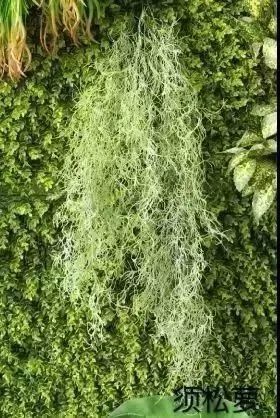 德国旱金莲迷迭香洗发皂,德国何首乌洗发皂