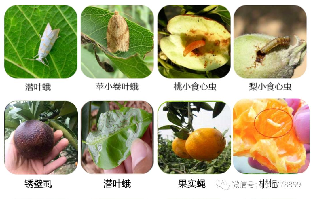 千卫®-S：专利技术，虫卵双杀，药效持久，连续使用无抗性，安全又环保