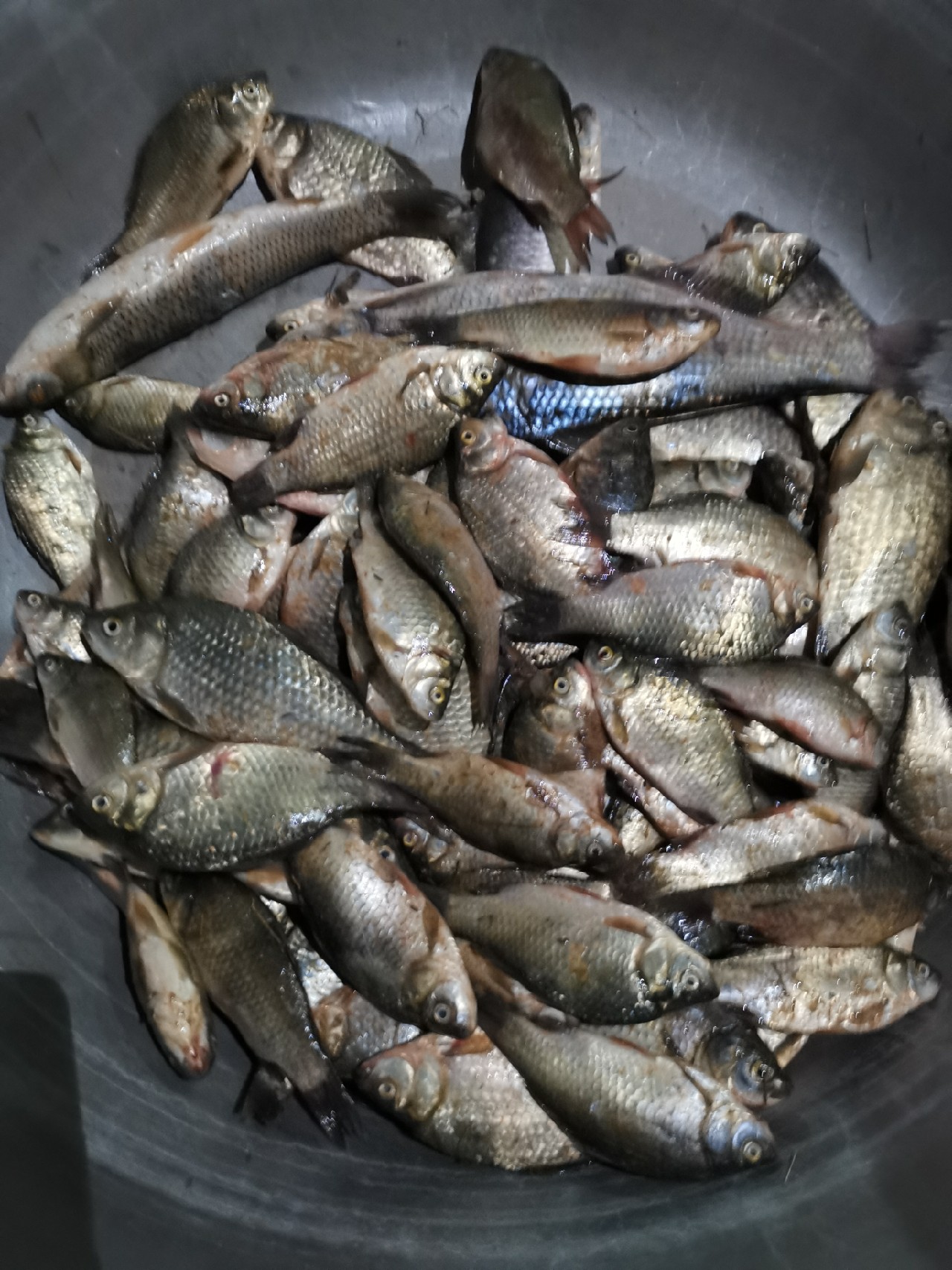 小浪底钓鱼上鱼瞬间,小浪底船钓大板鲫