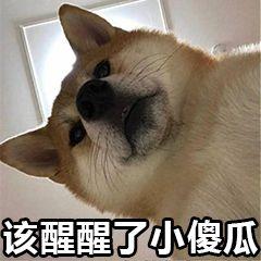 藏红花黄金花,花中黄金藏红花的秘密