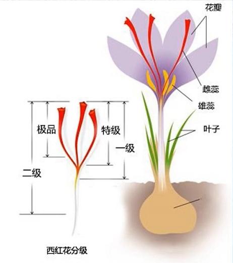 揭开花中黄金藏红花的神秘面纱,揭开黄金神秘面纱