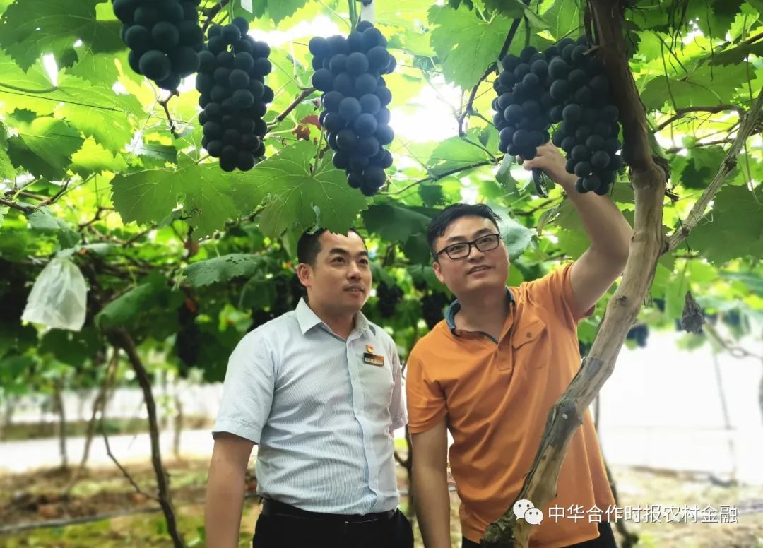 独家丨暖企惠农的“仙游农信样本”！看仙游农信联社如何助力疫情防控和经济社会发展“双胜利”