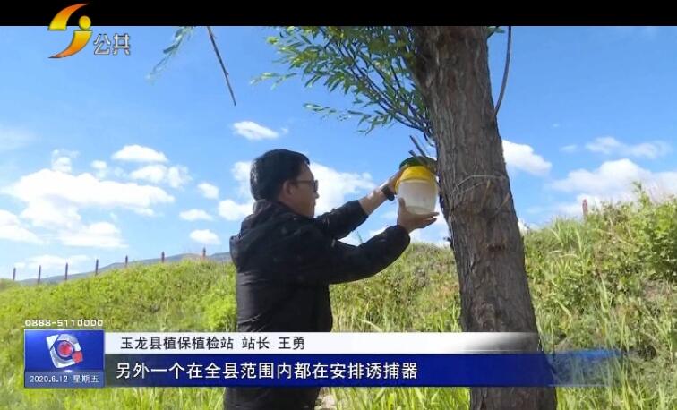 农村玉米被虫子害,玉米地里的虫子蛰到了怎么办