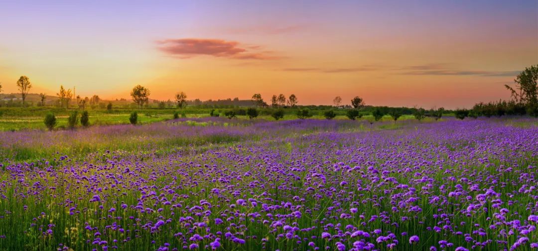 奔跑吧,小骑士!浪漫花彩小镇来场萌趣十足的比赛吧~