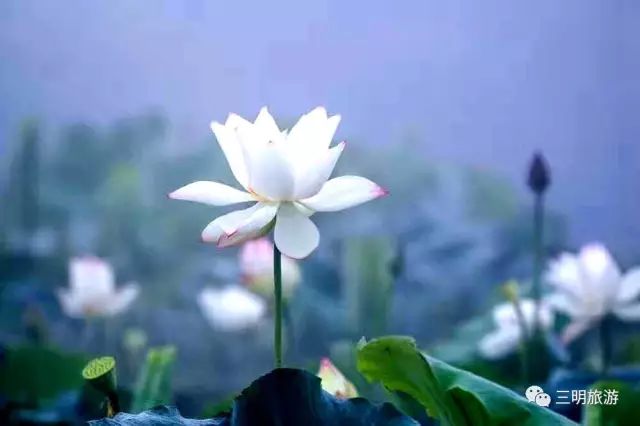 在三明夏天去哪玩,三明荷花最佳观赏地