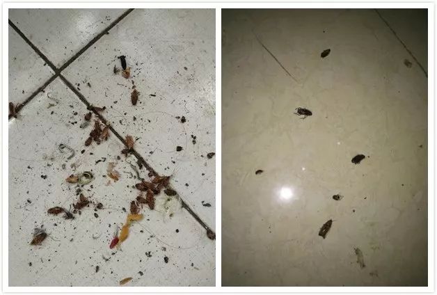 灭蟑螂的最好方法彻底消灭蟑螂,灭蟑螂的最好方法家里有很多蟑螂