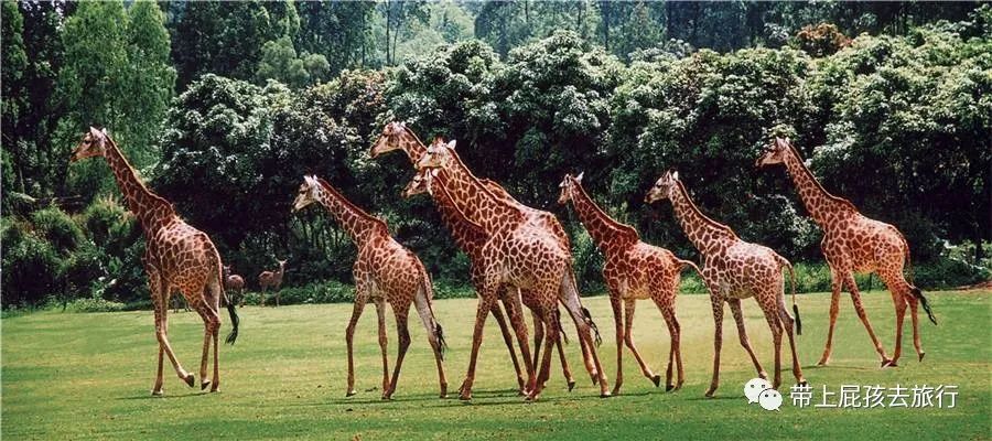 长隆选哪个酒店,广州长隆怎么选酒店