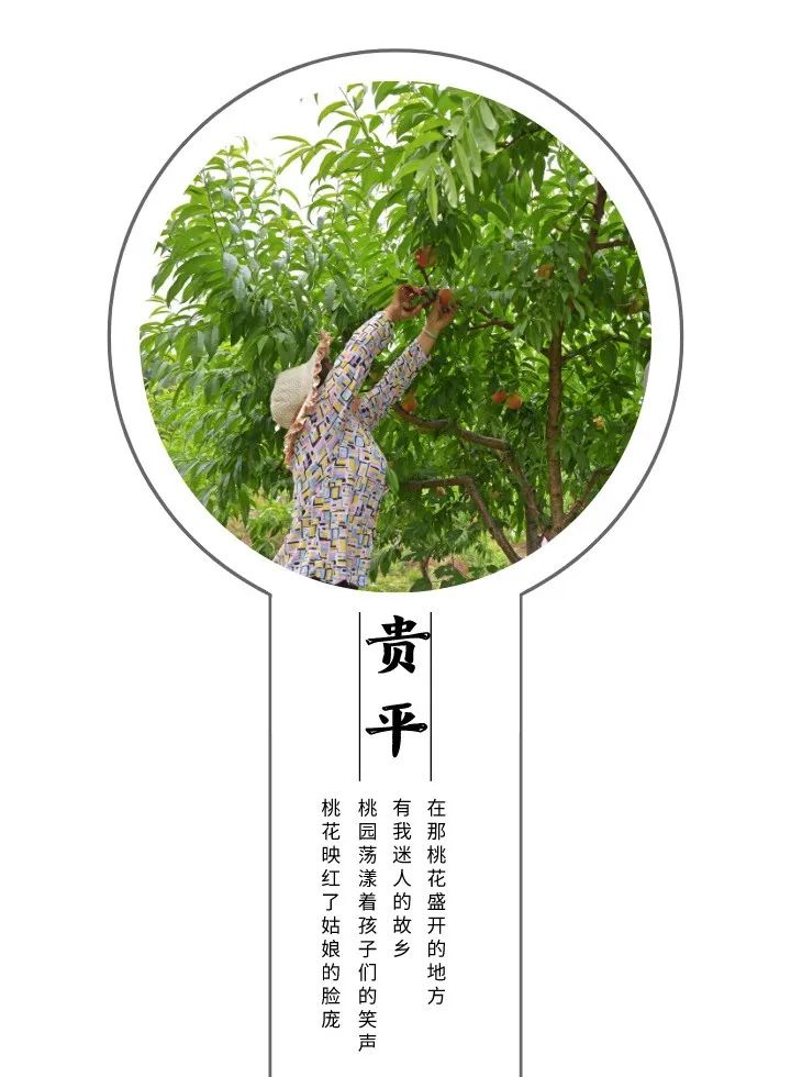 多彩新区|贵平，在那桃花盛开的地方！