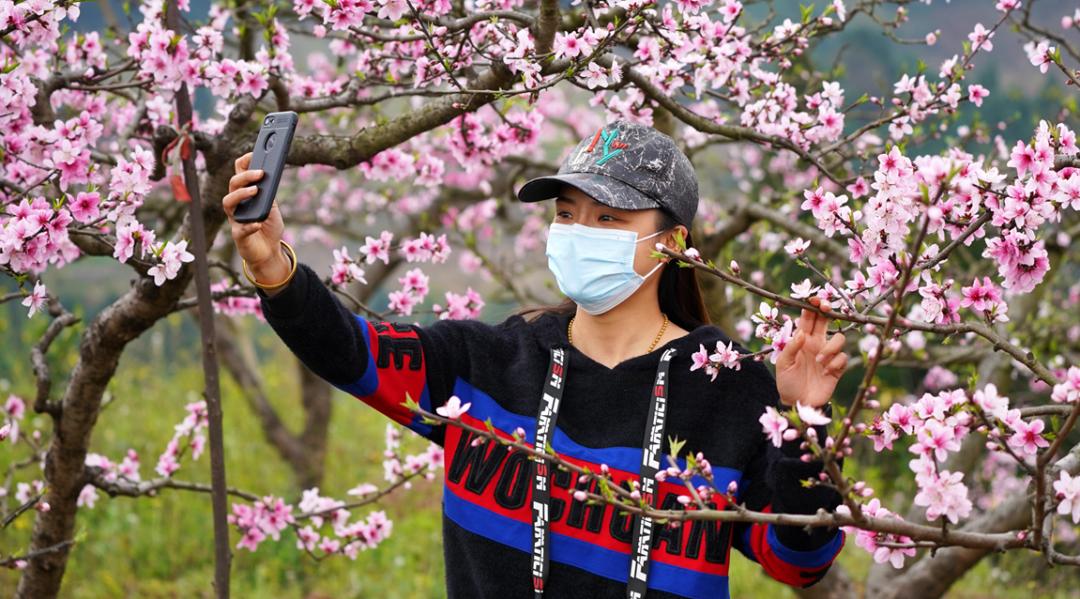 多彩新区|贵平，在那桃花盛开的地方！