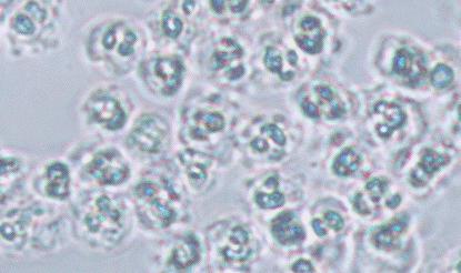 2亿细菌藏身菜板，99%抗菌的变态菜板，不发霉，磨刀磨蒜样样能行