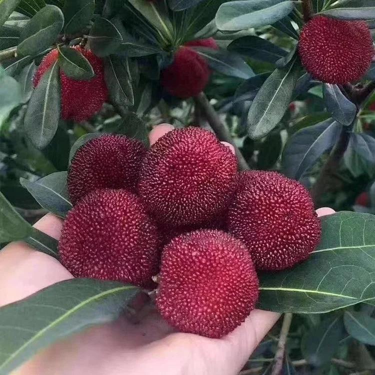 浙江人一日三餐杨梅,杨梅去哪里吃好吃