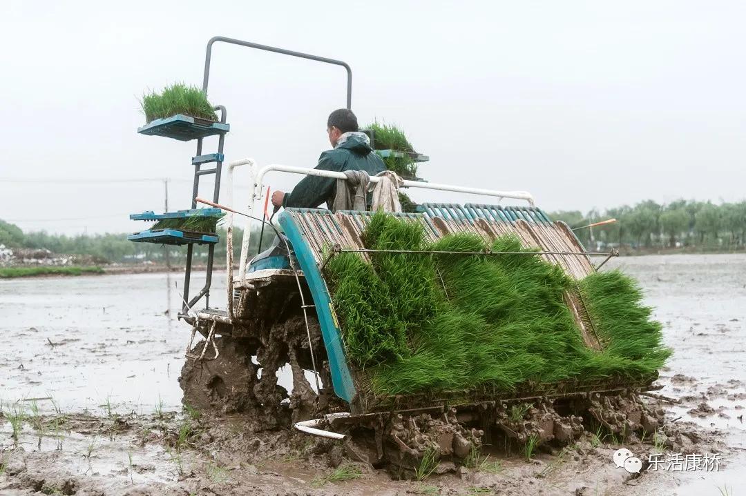 康桥镇学生日记,康桥日记内容