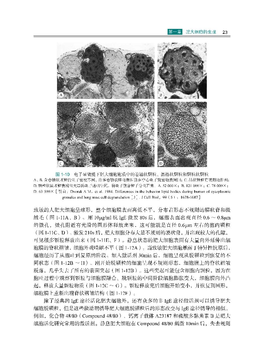 肥大细胞症,肥大细胞产生在哪