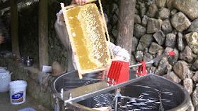 蜂农找蜂蜜销路,养蜂人蜂蜜滞销怎么办