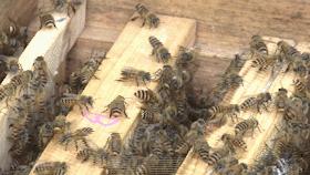 蜂农找蜂蜜销路,养蜂人蜂蜜滞销怎么办