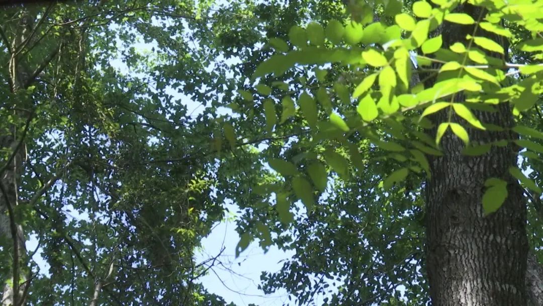 蜂农找蜂蜜销路,养蜂人蜂蜜滞销怎么办