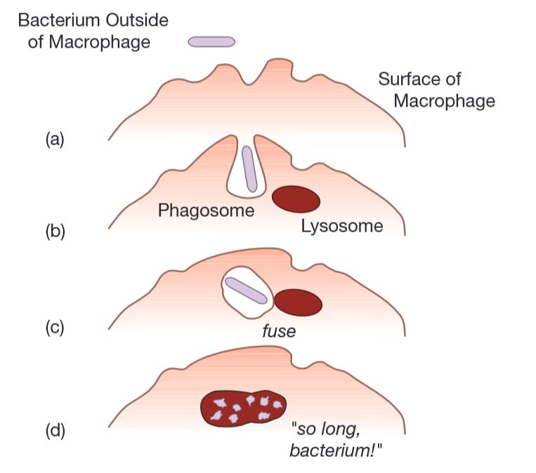 人人学懂免疫学第一期,人人学懂免疫学5期