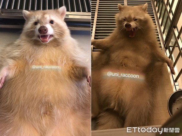 养浣熊的经历,家养浣熊日常怎么养活