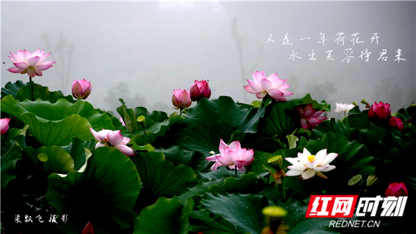 视频｜湖南娄底：出水芙蓉待君来