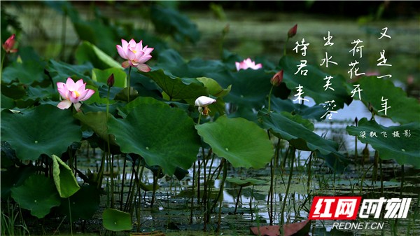 视频｜湖南娄底：出水芙蓉待君来