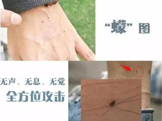 @海南人，看到这种黑色小虫躲远点…