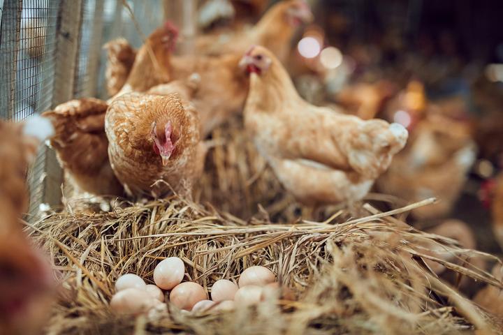 吴山烤鸡和康桥烤鸡,吴山烤鸡和康桥烤鸡哪个好吃