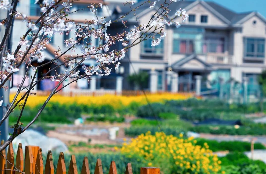 上海宝山：找准产业定位，寻求差异化发展，都市乡村振兴之路越走越宽